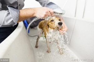 不小心给狗狗用了人沐浴露(人可以用狗狗的沐浴露不小心洗了头)-警犬训练器材厂家 _警犬训练用品_工作犬训练用品-南京开久警犬装备