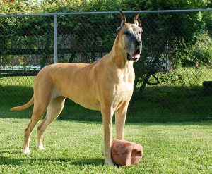 大丹犬价格(大丹犬价格 联系方式)-警犬训练器材厂家 _警犬训练用品_工作犬训练用品-南京开久警犬装备