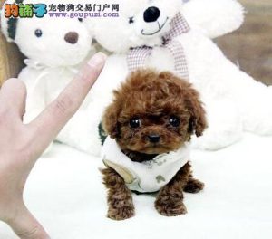 青岛在哪买狗比较靠谱？-警犬训练器材厂家 _警犬训练用品_工作犬训练用品-南京开久警犬装备