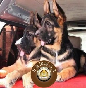 北京哪里买大型宠物狗(北京买宠物狗去哪里买比较好)-警犬训练器材厂家 _警犬训练用品_工作犬训练用品-南京开久警犬装备