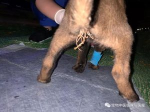 小狗有细小病毒症状(小狗细小病毒症状 *** )-警犬训练器材厂家 _警犬训练用品_工作犬训练用品-南京开久警犬装备