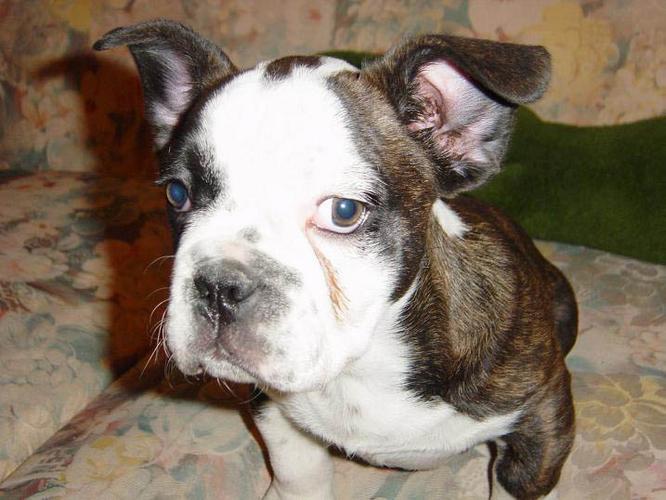 阴阳脸狗传说 阴阳脸猫传说 - 警犬训练器材厂家 _警犬训练用品_工作犬训练用品-南京开久警犬装备-警犬训练器材厂家 _警犬训练用品_工作犬训练用品-南京开久警犬装备