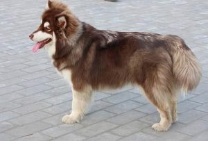 阿拉斯加犬(阿拉斯加犬 *** )-警犬训练器材厂家 _警犬训练用品_工作犬训练用品-南京开久警犬装备