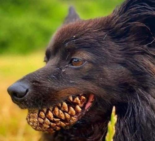 世界凶残狗排行榜(世界名狗排行榜前十) - 警犬训练器材厂家 _警犬训练用品_工作犬训练用品-南京开久警犬装备-警犬训练器材厂家 _警犬训练用品_工作犬训练用品-南京开久警犬装备