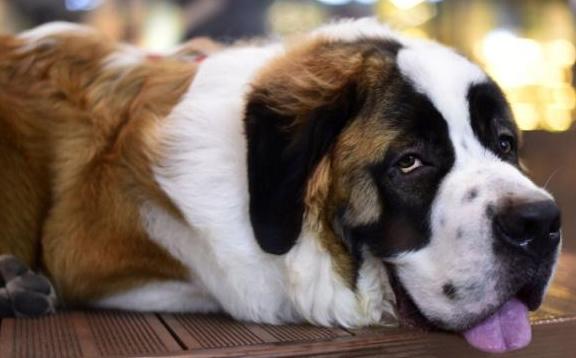 新手养护圣伯纳犬的意见分享 - 警犬训练器材厂家 _警犬训练用品_工作犬训练用品-南京开久警犬装备-警犬训练器材厂家 _警犬训练用品_工作犬训练用品-南京开久警犬装备