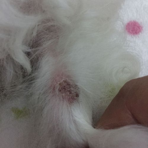 狗狗脖子长硬硬的东西:我家狗狗脖子上长个包 - 警犬训练器材厂家 _警犬训练用品_工作犬训练用品-南京开久警犬装备-警犬训练器材厂家 _警犬训练用品_工作犬训练用品-南京开久警犬装备