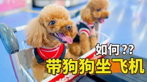 飞机可以托运宠物狗吗?(飞机托运宠物狗需要什么手续)-警犬训练器材厂家 _警犬训练用品_工作犬训练用品-南京开久警犬装备