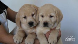 厦门狗狗(厦门狗狗打疫苗在哪)-警犬训练器材厂家 _警犬训练用品_工作犬训练用品-南京开久警犬装备