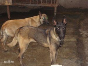 马犬突然后脚站不起来怎么办-警犬训练器材厂家 _警犬训练用品_工作犬训练用品-南京开久警犬装备