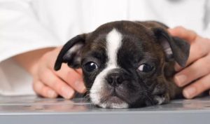 小狗拉稀还带点血,小狗拉稀带点血怎么办-警犬训练器材厂家 _警犬训练用品_工作犬训练用品-南京开久警犬装备