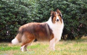 苏牧犬价格  苏牧犬的价格-警犬训练器材厂家 _警犬训练用品_工作犬训练用品-南京开久警犬装备