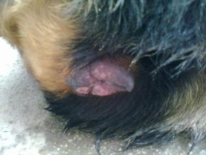 狗的水门有瘤怎样治-警犬训练器材厂家 _警犬训练用品_工作犬训练用品-南京开久警犬装备