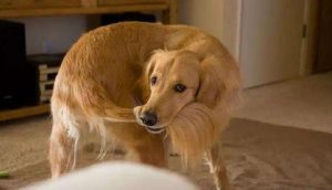 狗转圈圈怎么回事？狗吃东西转圈圈怎么回事-警犬训练器材厂家 _警犬训练用品_工作犬训练用品-南京开久警犬装备