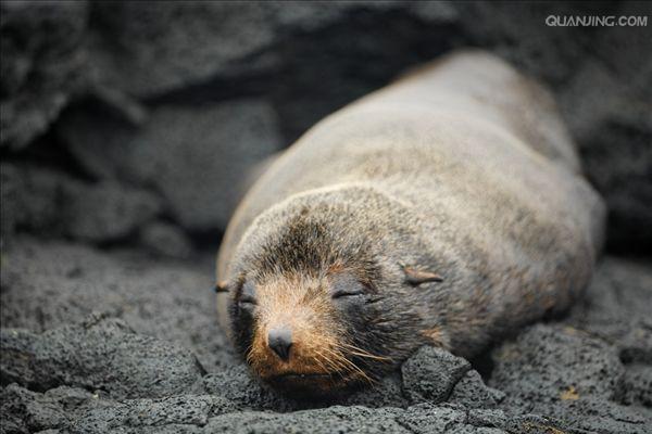 宠物狗八哥犬多少钱 - 警犬训练器材厂家 _警犬训练用品_工作犬训练用品-南京开久警犬装备-警犬训练器材厂家 _警犬训练用品_工作犬训练用品-南京开久警犬装备