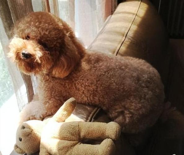 泰迪熊和泰迪狗的区别(精典泰迪和泰迪熊的区别) - 警犬训练器材厂家 _警犬训练用品_工作犬训练用品-南京开久警犬装备-警犬训练器材厂家 _警犬训练用品_工作犬训练用品-南京开久警犬装备