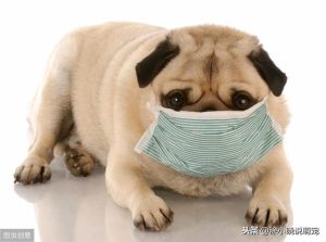 狗狗得犬瘟的症状(狗狗得了犬瘟还能活吗)-警犬训练器材厂家 _警犬训练用品_工作犬训练用品-南京开久警犬装备