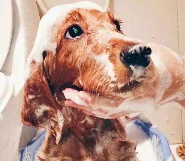 小狗能用人的沐浴露吗(宠物狗洗澡可以用人的沐浴露吗) - 警犬训练器材厂家 _警犬训练用品_工作犬训练用品-南京开久警犬装备-警犬训练器材厂家 _警犬训练用品_工作犬训练用品-南京开久警犬装备