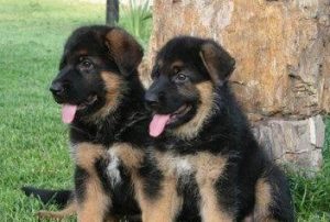 黑背犬最大多大(黑背犬最大能长多大)-警犬训练器材厂家 _警犬训练用品_工作犬训练用品-南京开久警犬装备