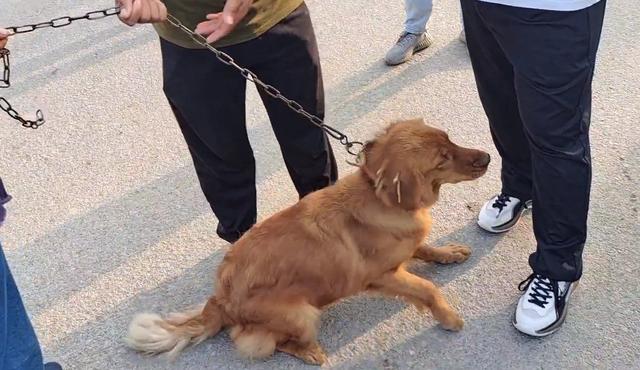 金毛犬最低价格(金毛最便宜多少钱一只) - 警犬训练器材厂家 _警犬训练用品_工作犬训练用品-南京开久警犬装备-警犬训练器材厂家 _警犬训练用品_工作犬训练用品-南京开久警犬装备