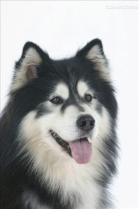 阿拉斯加狗(阿拉斯加狗肉好吃吗)-警犬训练器材厂家 _警犬训练用品_工作犬训练用品-南京开久警犬装备