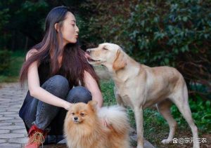 养狗的坏处有哪些(养狗的坏处有哪些英语)-警犬训练器材厂家 _警犬训练用品_工作犬训练用品-南京开久警犬装备