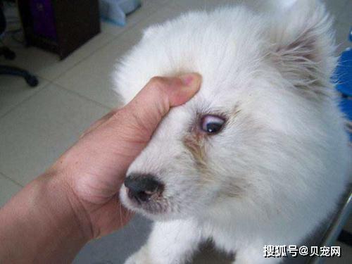 狗瘟潜伏期多长时间(狗瘟细小潜伏期) - 警犬训练器材厂家 _警犬训练用品_工作犬训练用品-南京开久警犬装备-警犬训练器材厂家 _警犬训练用品_工作犬训练用品-南京开久警犬装备