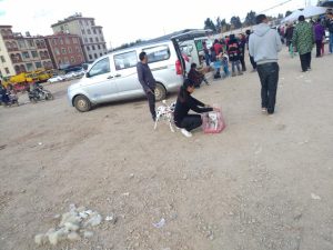 斑点狗多少钱(斑点狗多少钱一只幼犬)-警犬训练器材厂家 _警犬训练用品_工作犬训练用品-南京开久警犬装备
