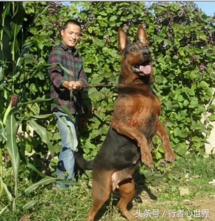 莱州红犬和苏联红犬的区别(莱州红犬和苏联红犬是一个品种吗) - 警犬训练器材厂家 _警犬训练用品_工作犬训练用品-南京开久警犬装备-警犬训练器材厂家 _警犬训练用品_工作犬训练用品-南京开久警犬装备