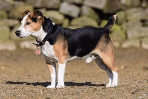 狗一般能活多少年相当于人多少岁-警犬训练器材厂家 _警犬训练用品_工作犬训练用品-南京开久警犬装备