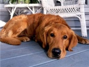 金毛猎犬最长寿命(金毛最长寿命是几年)-警犬训练器材厂家 _警犬训练用品_工作犬训练用品-南京开久警犬装备