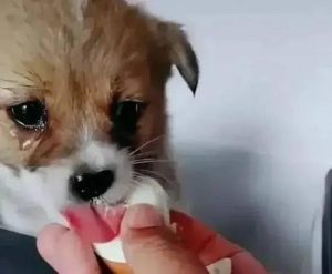 狗哭和听到狗哭的人-警犬训练器材厂家 _警犬训练用品_工作犬训练用品-南京开久警犬装备