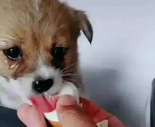 狗哭和听到狗哭的人 - 警犬训练器材厂家 _警犬训练用品_工作犬训练用品-南京开久警犬装备-警犬训练器材厂家 _警犬训练用品_工作犬训练用品-南京开久警犬装备