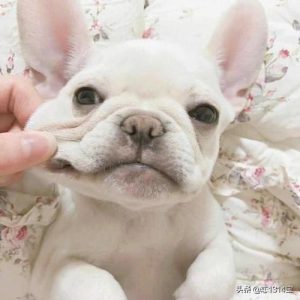 法国斗牛犬(法国斗牛犬怎么养)-警犬训练器材厂家 _警犬训练用品_工作犬训练用品-南京开久警犬装备