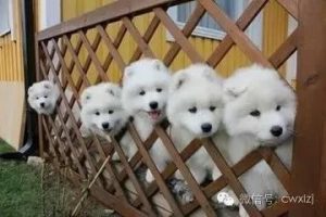 广州金毛犬价格(上海金毛犬价格)-警犬训练器材厂家 _警犬训练用品_工作犬训练用品-南京开久警犬装备