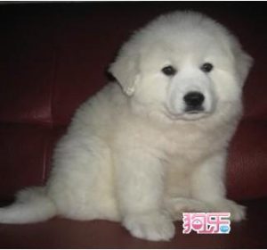 大白熊幼犬怎么看品相(怎么看大白熊幼犬纯不纯)-警犬训练器材厂家 _警犬训练用品_工作犬训练用品-南京开久警犬装备