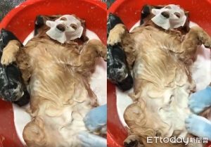 黄金猎犬(黄金猎犬什么意思)-警犬训练器材厂家 _警犬训练用品_工作犬训练用品-南京开久警犬装备