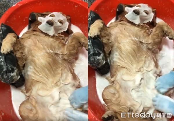 黄金猎犬(黄金猎犬什么意思) - 警犬训练器材厂家 _警犬训练用品_工作犬训练用品-南京开久警犬装备-警犬训练器材厂家 _警犬训练用品_工作犬训练用品-南京开久警犬装备