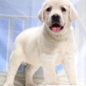 北京买宠物狗市场(北京最大的宠物狗市场)-警犬训练器材厂家 _警犬训练用品_工作犬训练用品-南京开久警犬装备