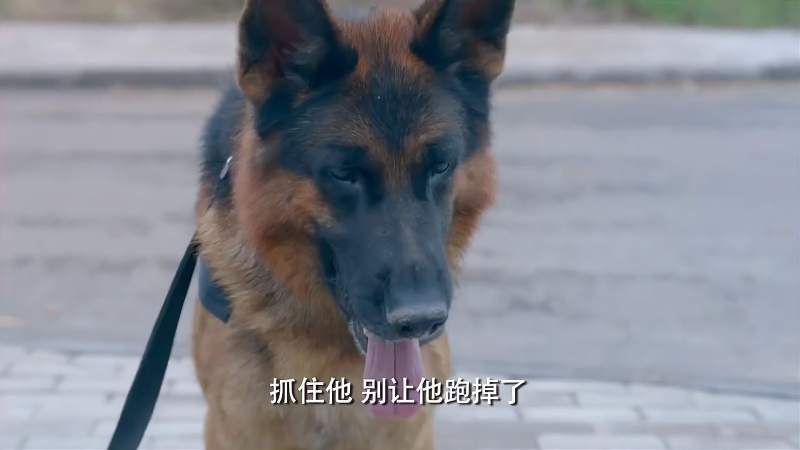 警犬来了救小女孩是第几集 - 警犬训练器材厂家 _警犬训练用品_工作犬训练用品-南京开久警犬装备-警犬训练器材厂家 _警犬训练用品_工作犬训练用品-南京开久警犬装备