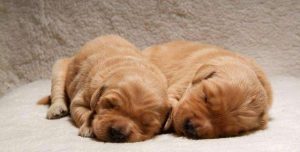 金毛犬好养吗如何饲养金毛犬-警犬训练器材厂家 _警犬训练用品_工作犬训练用品-南京开久警犬装备