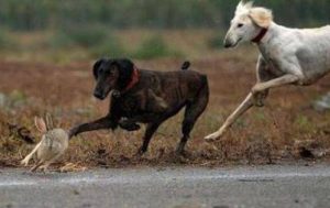 逮兔子的狗叫什么犬(长得像兔子的狗叫什么)-警犬训练器材厂家 _警犬训练用品_工作犬训练用品-南京开久警犬装备