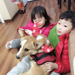 好听的狗妹妹名字(好听的狗妹妹名字叠词)-警犬训练器材厂家 _警犬训练用品_工作犬训练用品-南京开久警犬装备