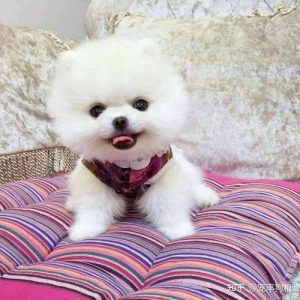 茶杯犬寿命多长(茶杯俊介犬寿命多长)-警犬训练器材厂家 _警犬训练用品_工作犬训练用品-南京开久警犬装备