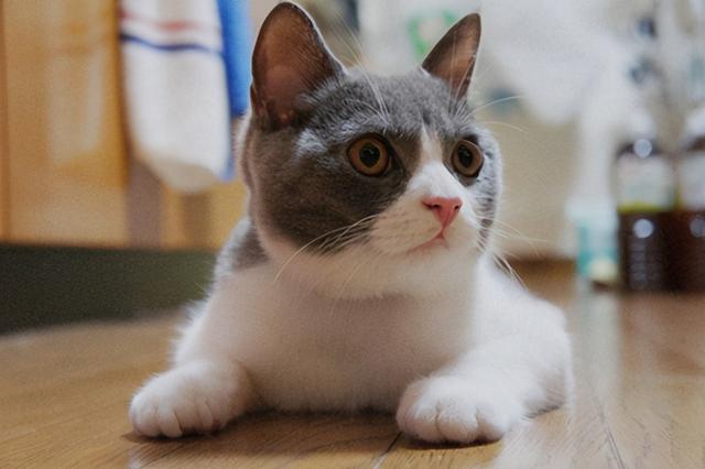 给狗打三联多少钱 三联学院学费多少钱一年 - 警犬训练器材厂家 _警犬训练用品_工作犬训练用品-南京开久警犬装备-警犬训练器材厂家 _警犬训练用品_工作犬训练用品-南京开久警犬装备