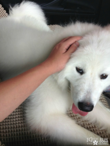 成狗萨摩耶吐白色粘稠物干呕-警犬训练器材厂家 _警犬训练用品_工作犬训练用品-南京开久警犬装备