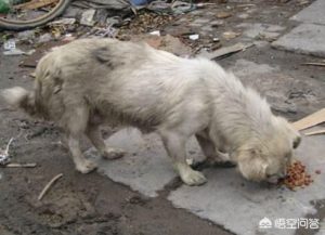 流浪狗跟着回家甩不掉，梦见流浪狗一直跟着甩不掉-警犬训练器材厂家 _警犬训练用品_工作犬训练用品-南京开久警犬装备