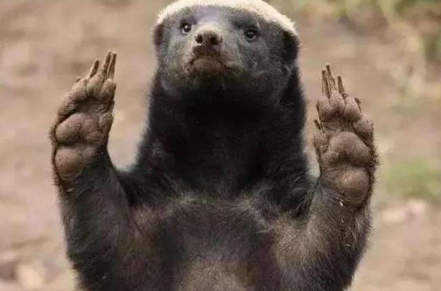 80斤狗能杀多少斤肉 - 警犬训练器材厂家 _警犬训练用品_工作犬训练用品-南京开久警犬装备-警犬训练器材厂家 _警犬训练用品_工作犬训练用品-南京开久警犬装备