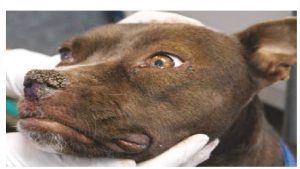 狗瘟治疗时间(狗瘟怎么治疗)-警犬训练器材厂家 _警犬训练用品_工作犬训练用品-南京开久警犬装备