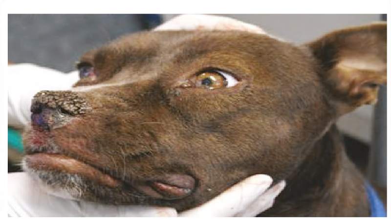 狗瘟治疗时间(狗瘟怎么治疗) - 警犬训练器材厂家 _警犬训练用品_工作犬训练用品-南京开久警犬装备-警犬训练器材厂家 _警犬训练用品_工作犬训练用品-南京开久警犬装备