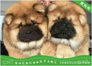 怎么看松狮犬认你做主人？松狮犬怎么看年龄-警犬训练器材厂家 _警犬训练用品_工作犬训练用品-南京开久警犬装备